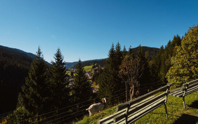 Dachstein - Photo 14