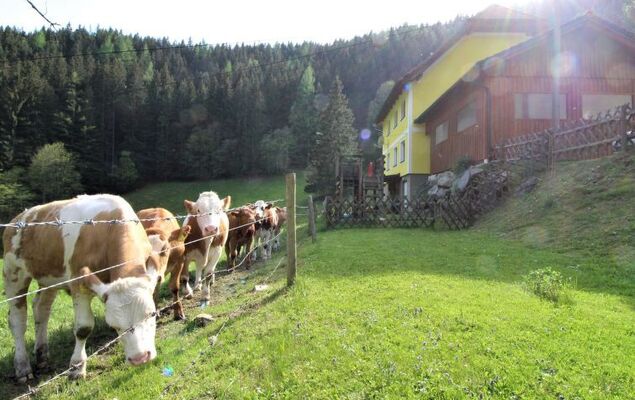Krechen Alm - Photo 6